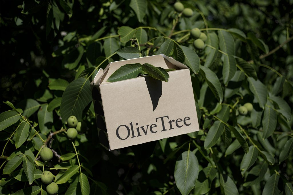 Eco Box Mockup hanging in an olive tree. This is the intro to an article called "10 Practical Steps for Effective Sustainable Branding"