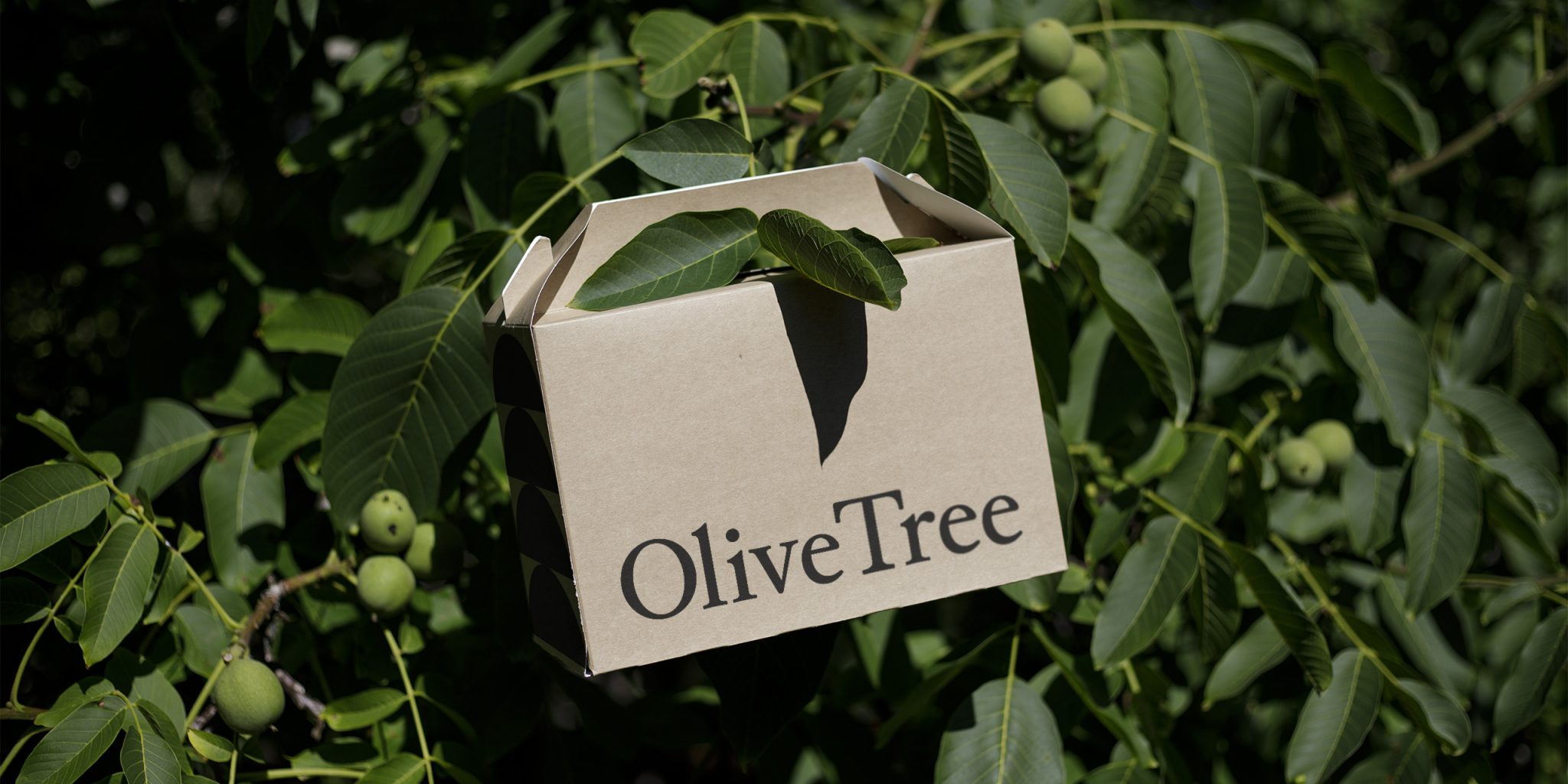 Eco Box Mockup hanging in an olive tree. This is the intro to an article called "10 Practical Steps for Effective Sustainable Branding"